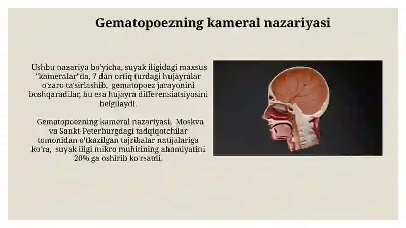 Gematopoezning kameral nazariyasi 3