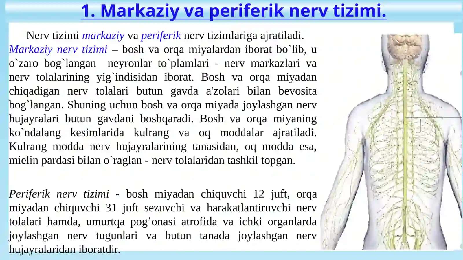 Markaziynerv tizimining umumiy fiziologiyasi 3