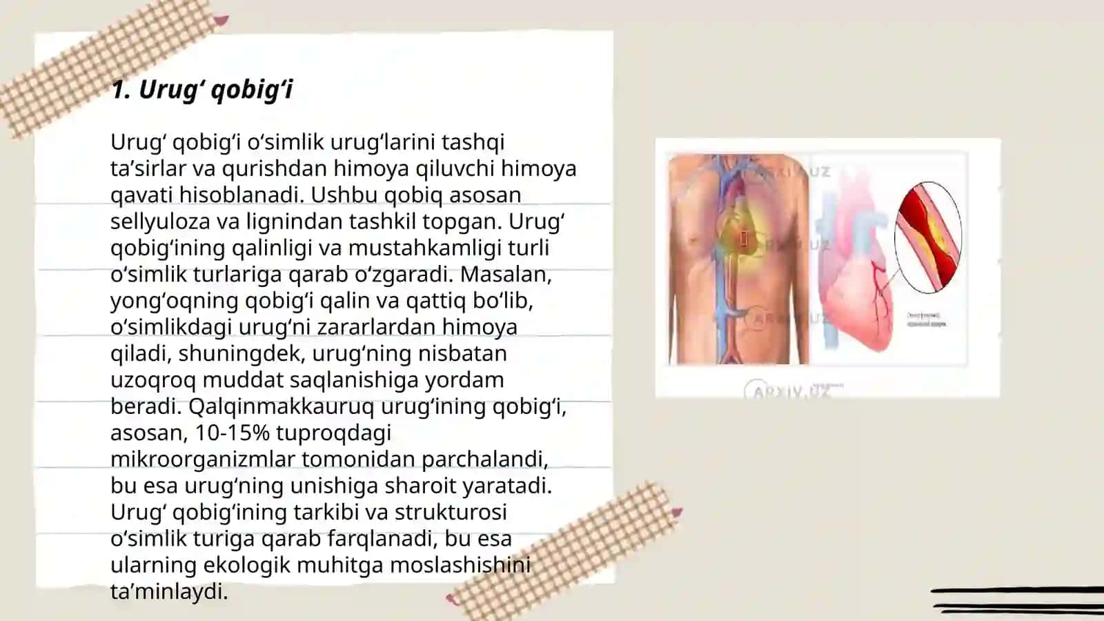 Urugʻ qobigʻi 3