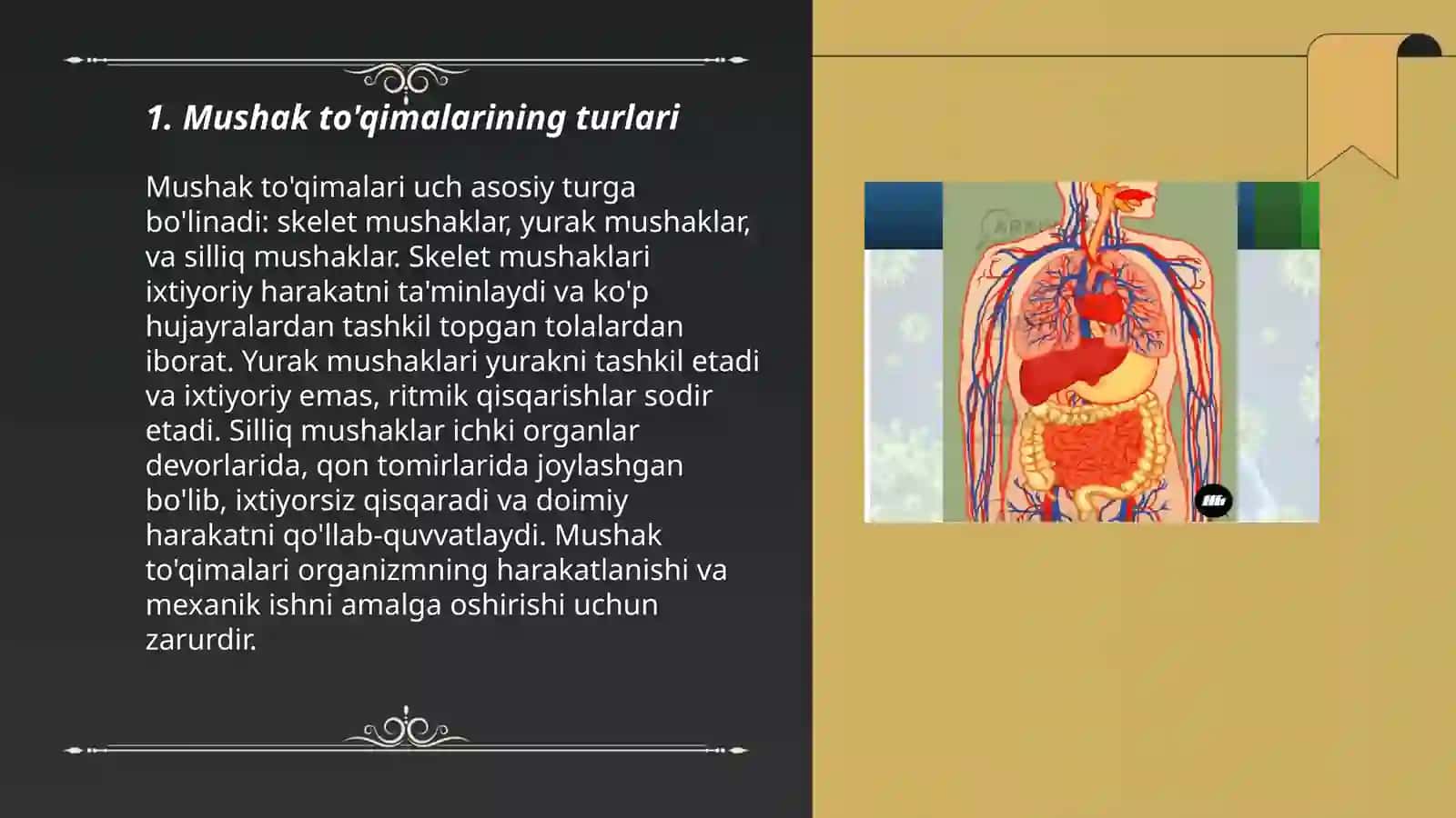 Muskullarning xilma xilligi va tuzilishi 3