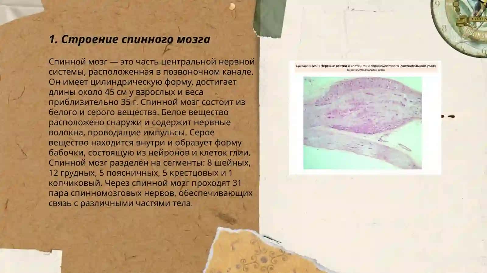 гистология спинного мозга,периферического нерва и спинномозгового узла 3