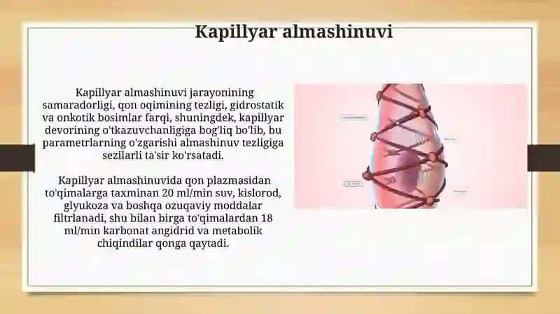 Multiserkulyatsiya fiziologiyasi 3