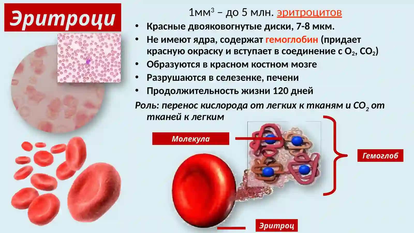 Система кровообращение 3