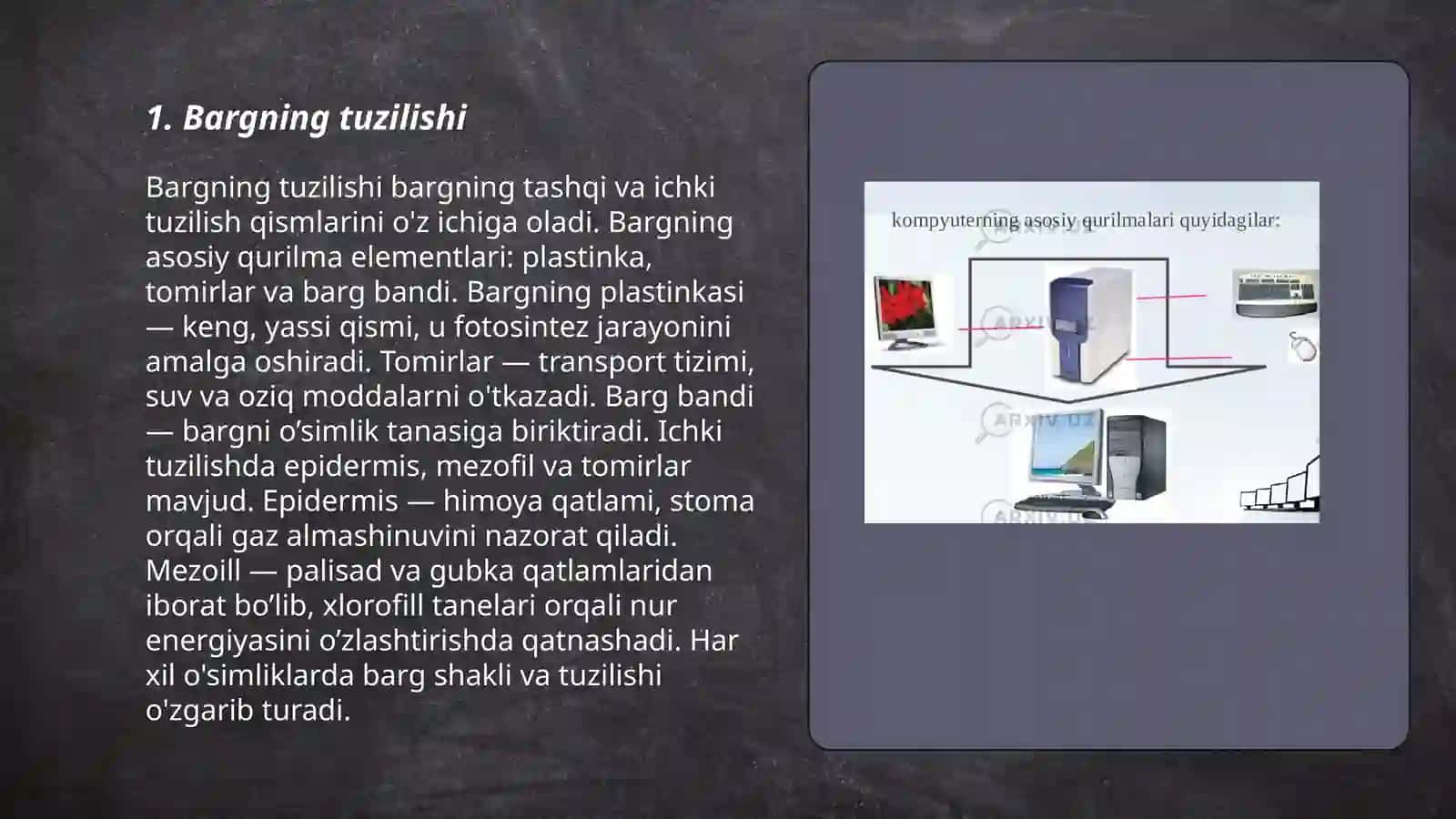 Barg va uning vazifalari 3