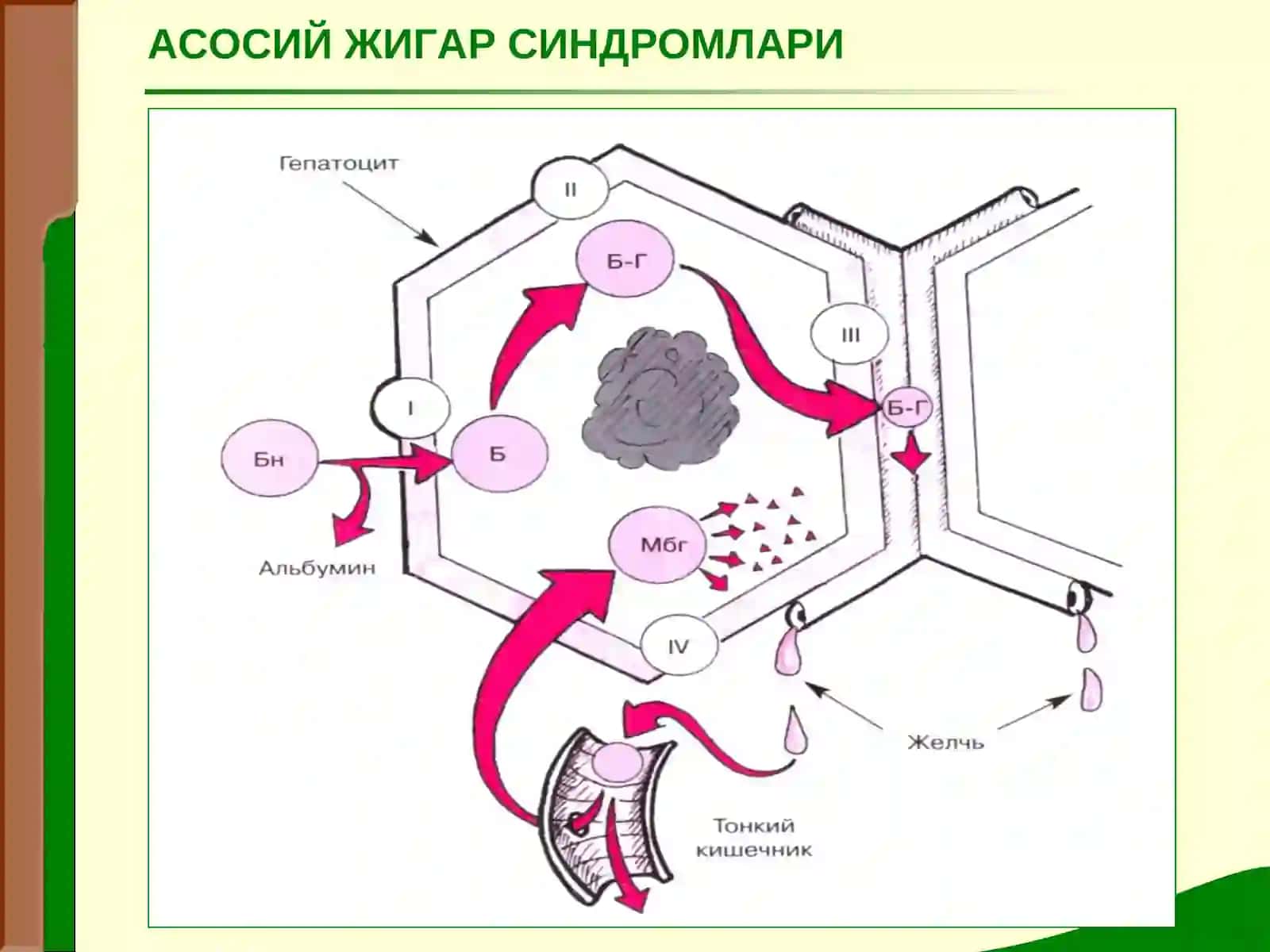 ЖИГАР КАСАЛЛИКЛАРИДАГИ АСОСИЙ КЛИНИК СИНДРОМЛАР 3