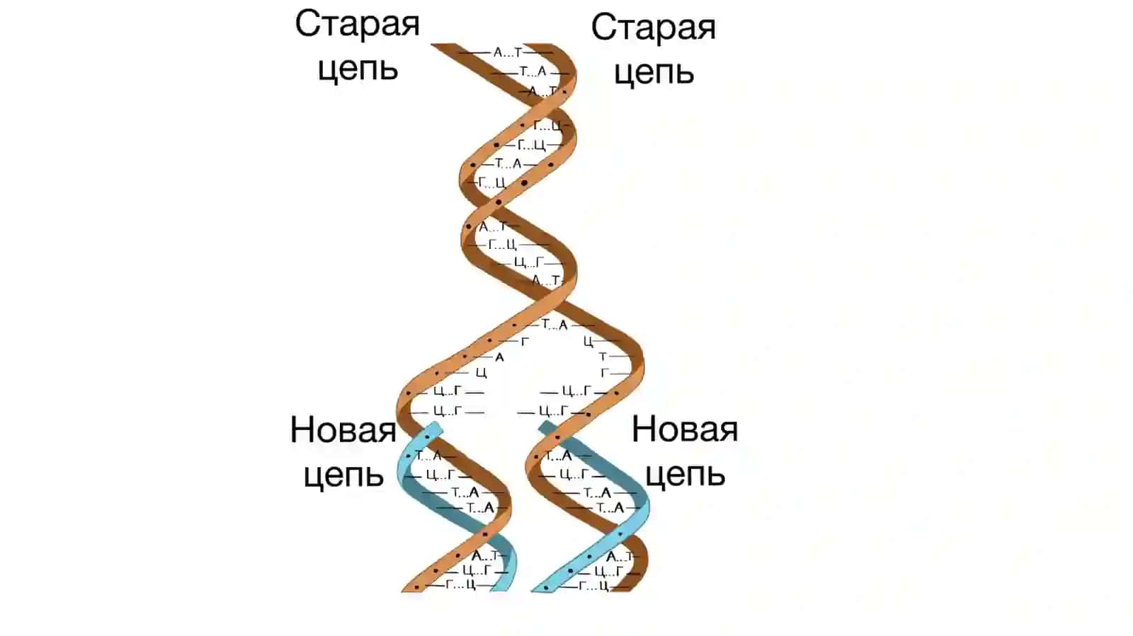 БИОСИНТЕЗ НУКЛЕИНОВЫХ КИСЛОТ. СИНТЕЗ ДНК 3