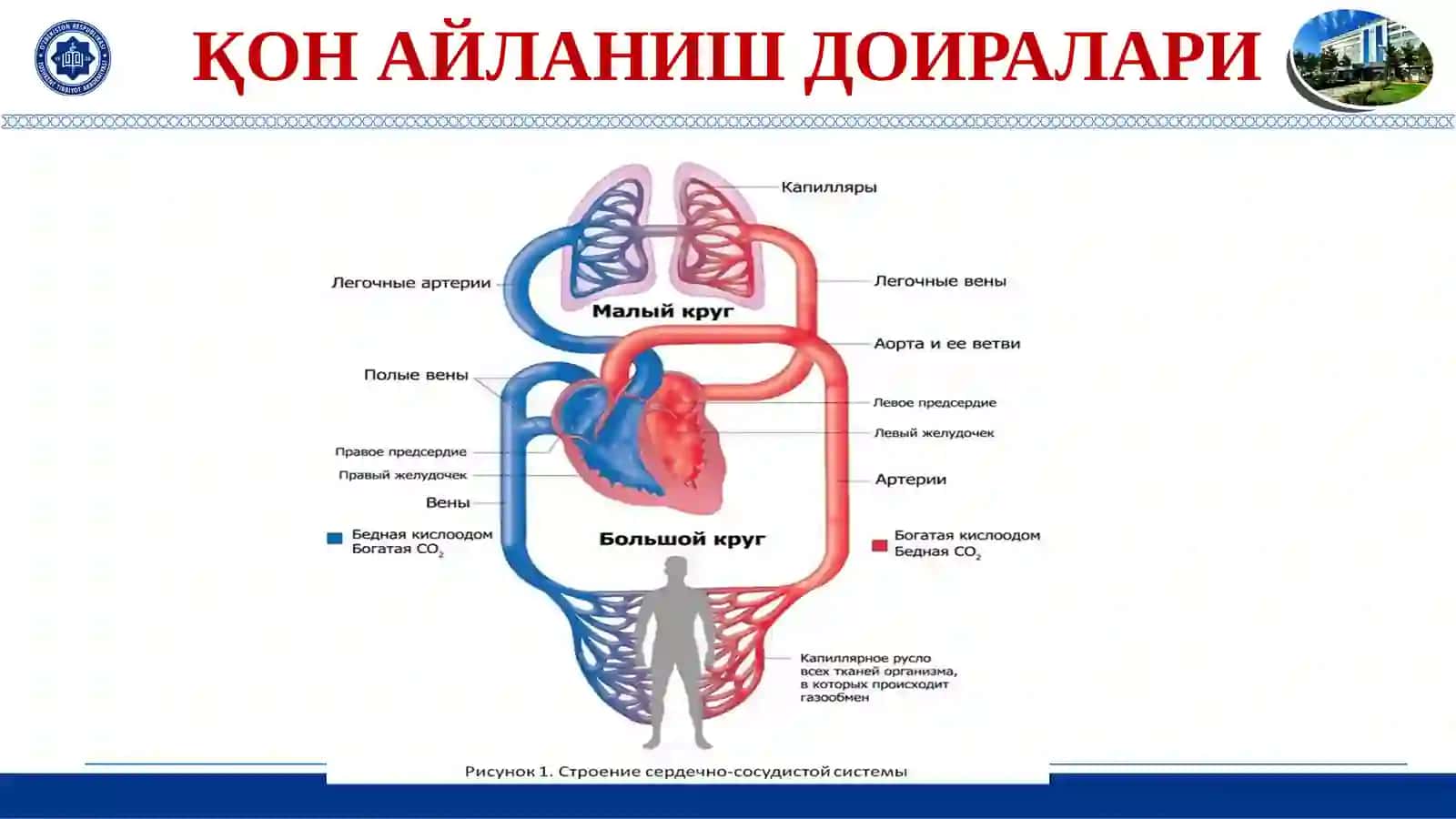 ЮРАК-ҚОН ТОМИР ТИЗИМИ ЭМБРИОГЕНЕЗИ. ҲОМИЛАДА ҚОН АЙЛАНИШИ. БОЛА ТУҒИЛГАНДАН СЎНГ ҚОН АЙЛАНИШ ЖАРАЁНИ 3