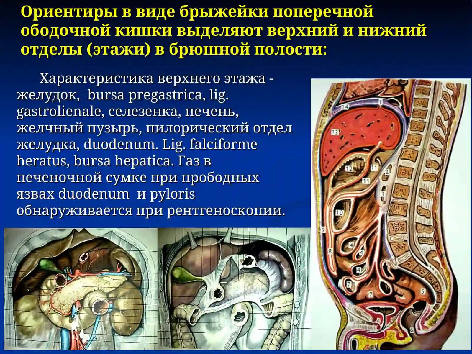 Хирургическая анатомия брюшной полости 3