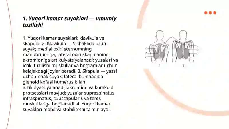 Yuqori va pastki kamar suyaklarning tuzilishi va birikishi 3