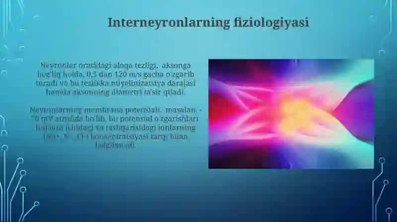 Neyron va nerv tolalari fiziologiyasi.Sinapslar fiziologiyasi 3