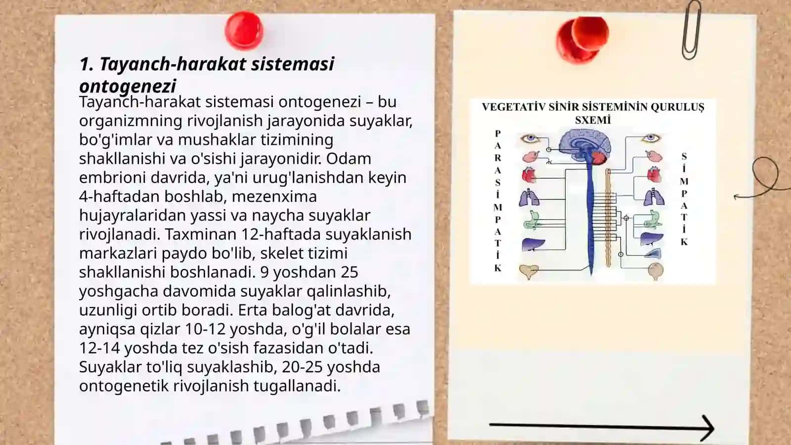 Tayanch-Harakat va Hazm Sistemalari Onto-Filogenezi 3