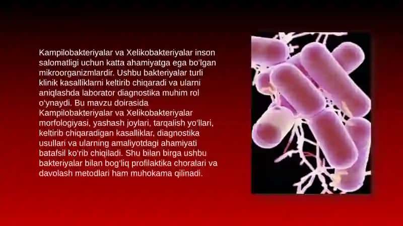 Kampilobakteriyalar va Xelikobakteriyalar 3