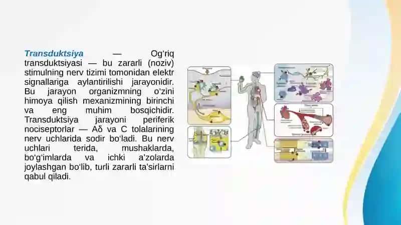 Og‘riq sezuvchanligining neyrofiziologik asoslari: og‘riqsizlantirish uchun molekulyar nishonlar. 3