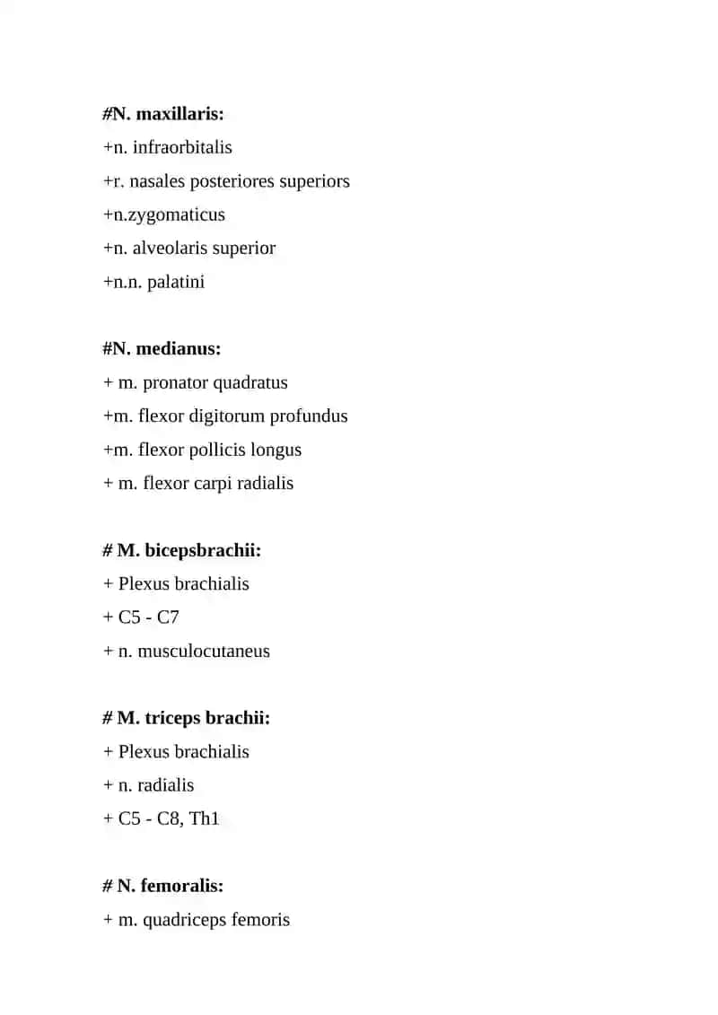 Medulla spinalis 3
