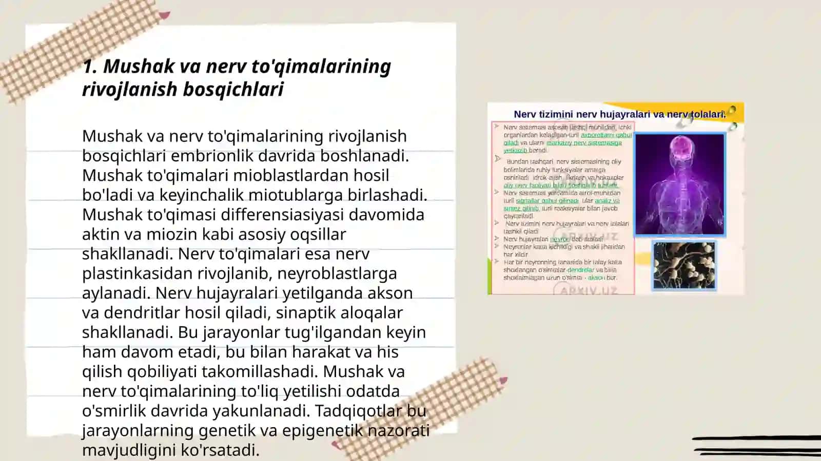 Mushak va nerv toʻqimalarining rivojlanishi va regeneratsiyasi 3