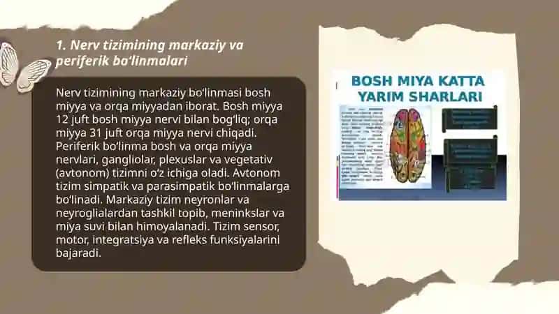 Nerv tizimi orqa miyya bosh miyya nervlari 3