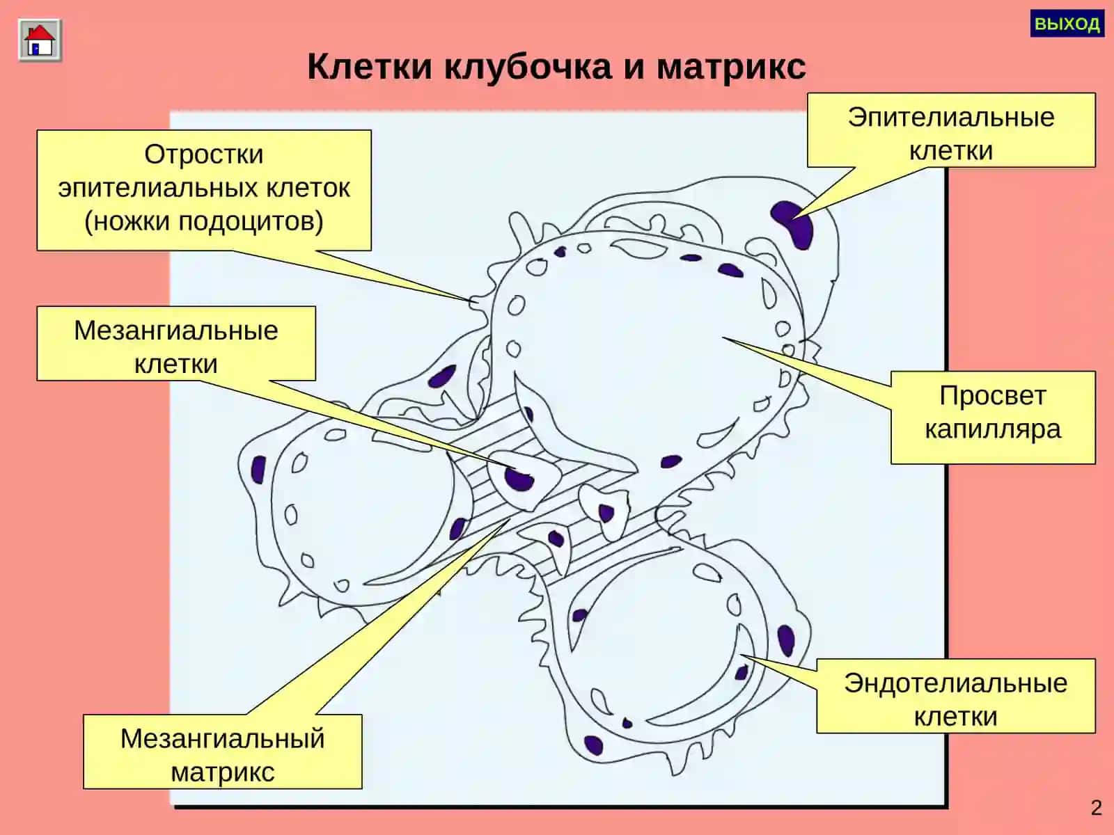 ГЛОМЕРУЛОНЕФРИТ 3