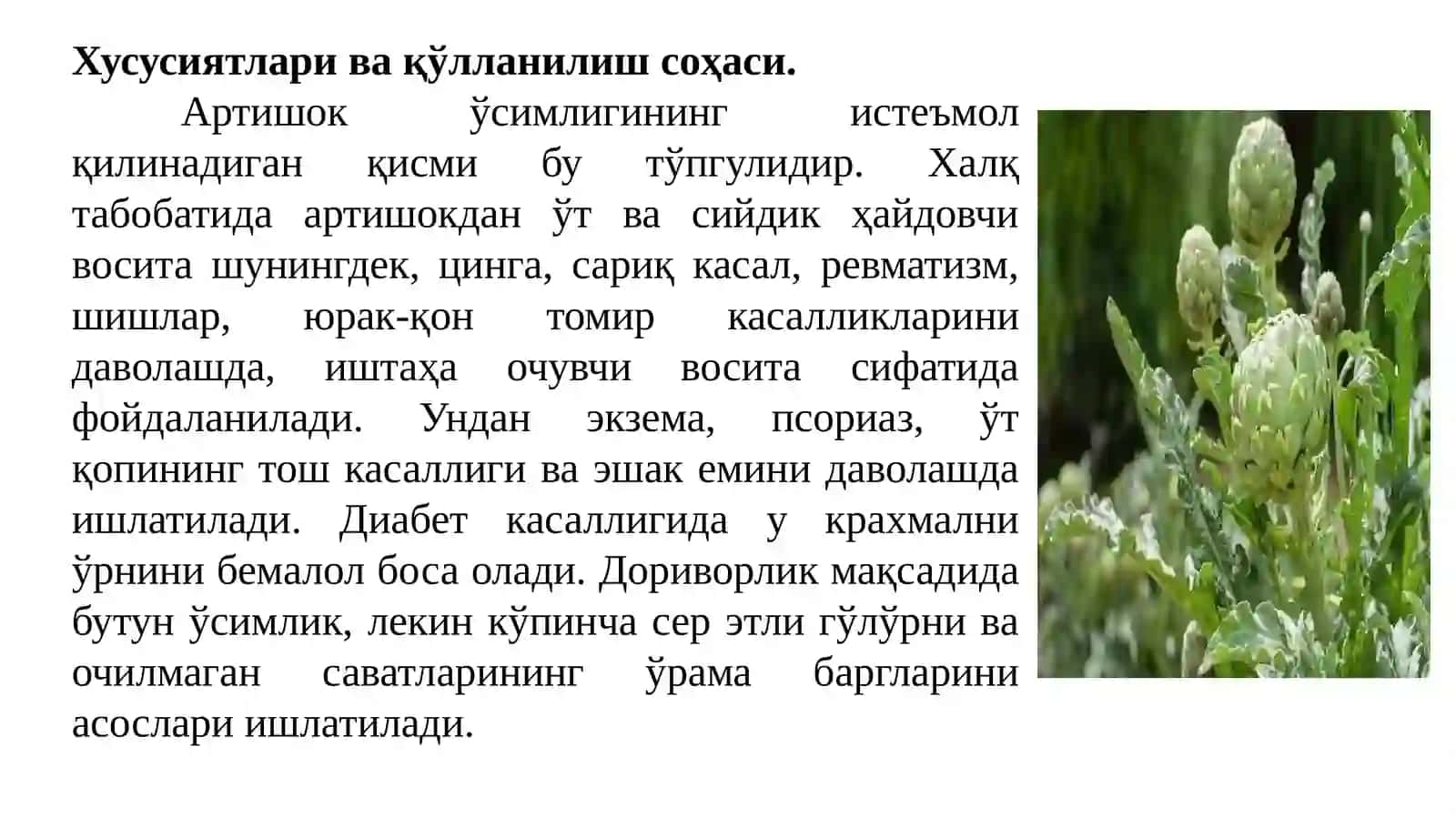 ARTISHOK, BAMIYA, BATAT o’simliklarini yetishtirish tartibi va dorivor xususiyatlari 3