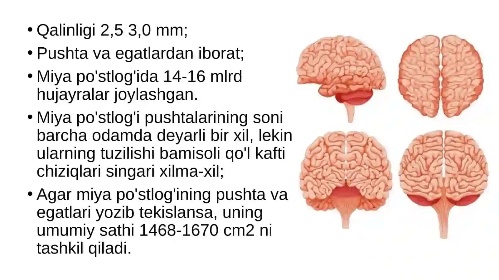 Boshmiya kattayarimsharlarining tuzilishi 3