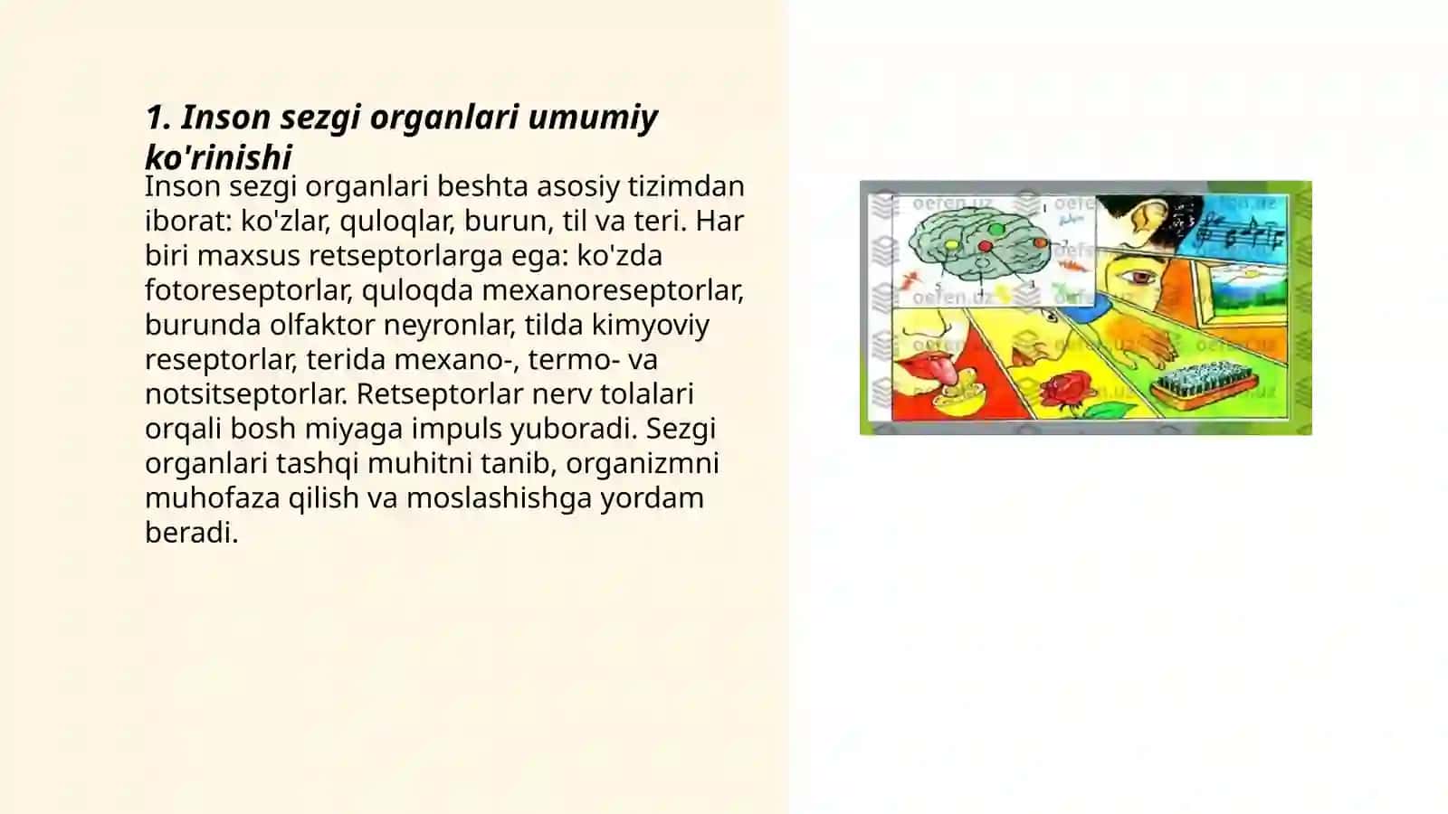 Inson sezgi orgonlari 3