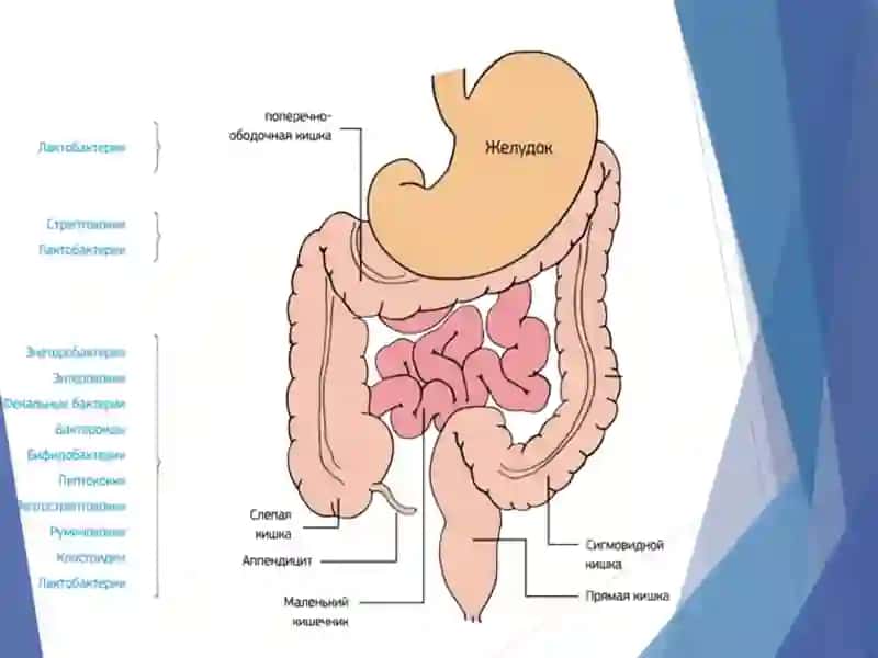 Disbakterioz va Disbakteriozning zamonaviy bakteriologik diagnostikasi 3
