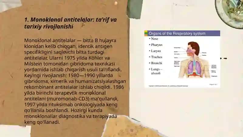 Hybridoma texnologiyasi: prinsip va ishlab chiqarish bosqichlari 3