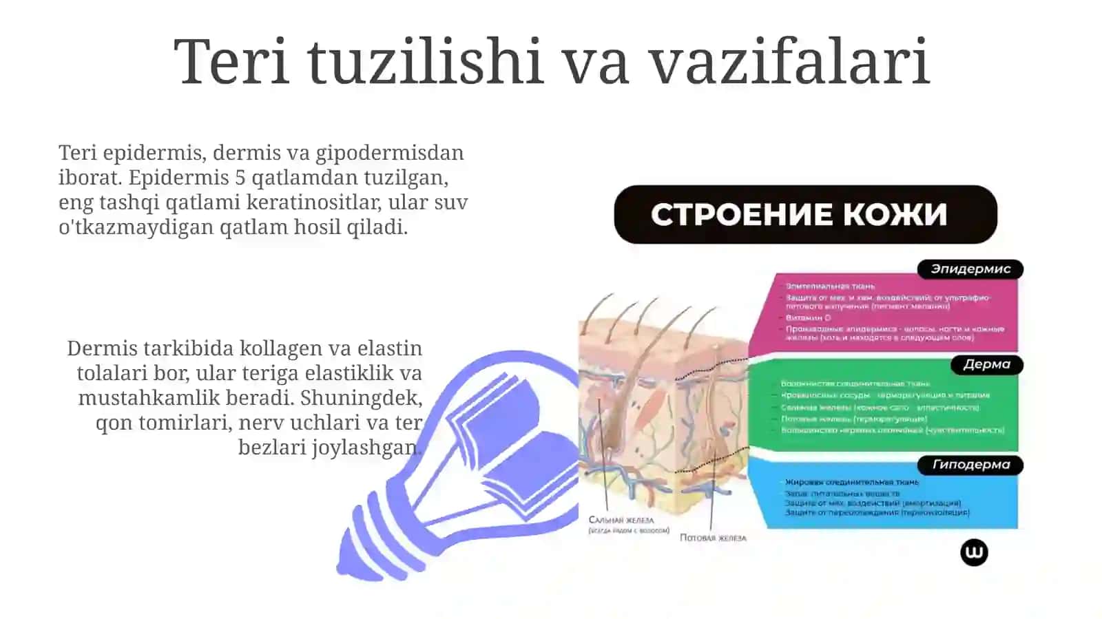 Teri tuzilishi va vazifalari 3