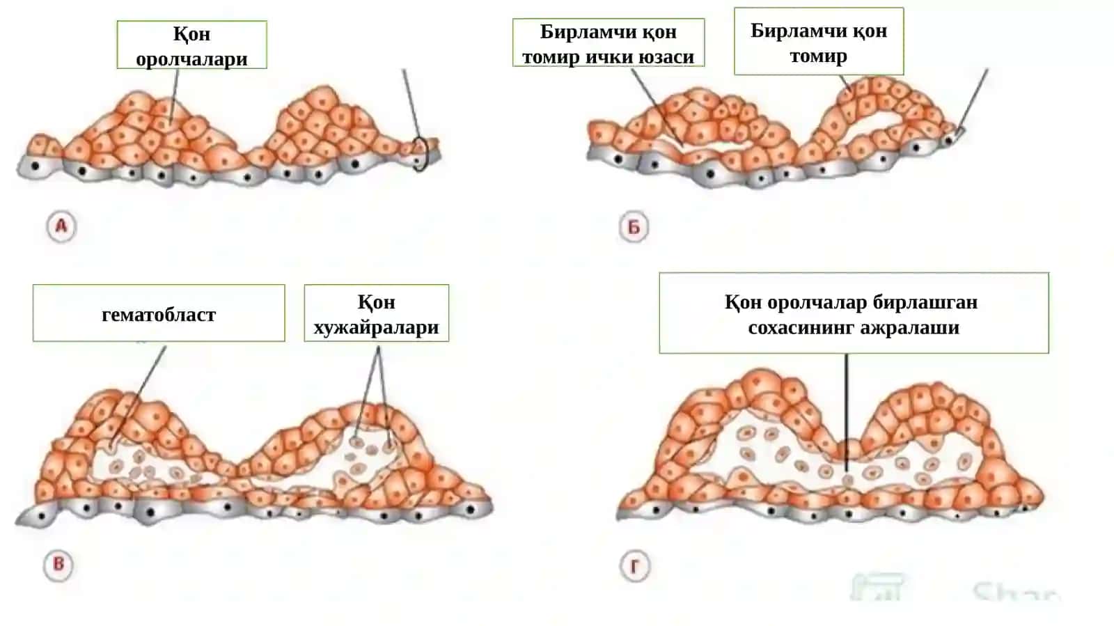 Юракқонтомир ва иммун химоя тизими 3