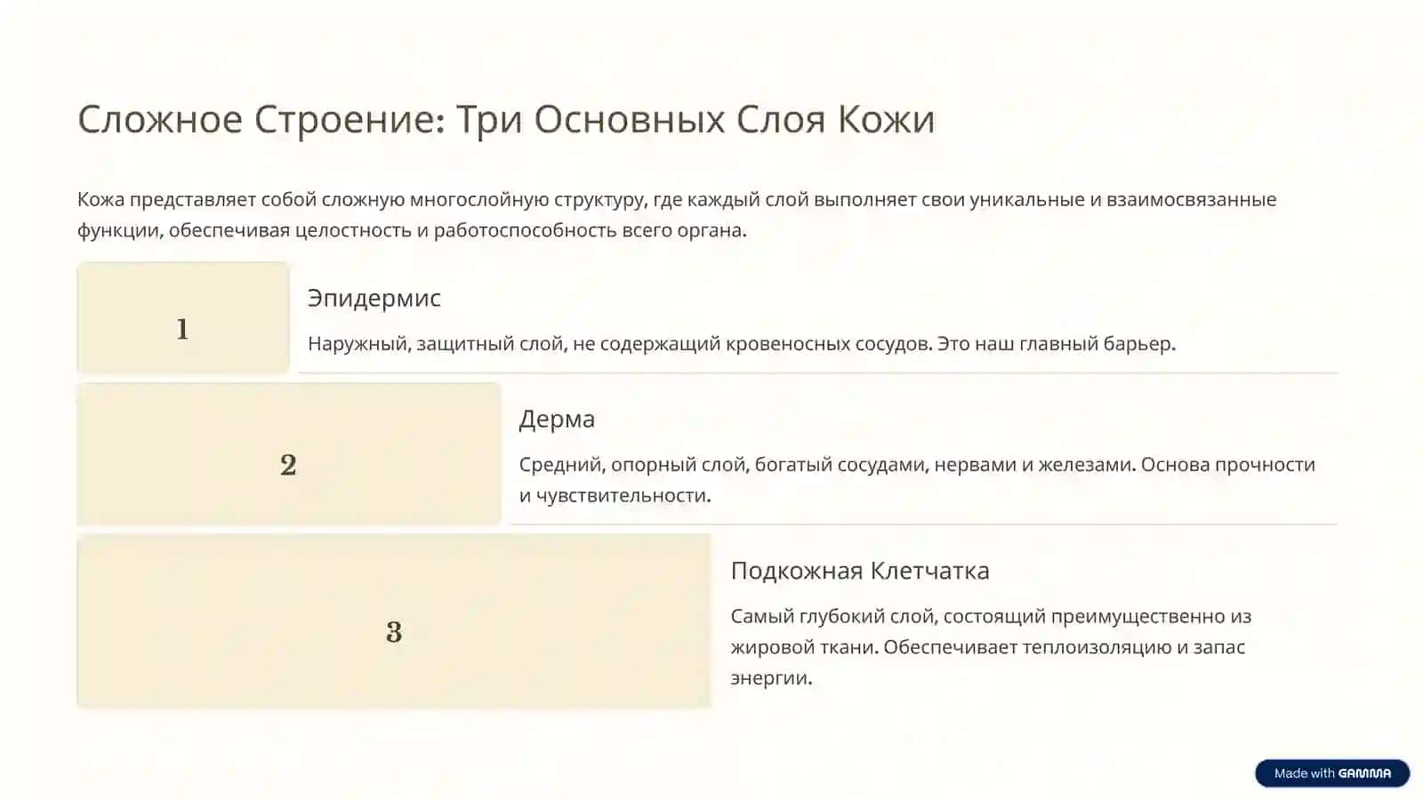 Кожа — Основной Орган и Ее Жизненно Важные Функции 3