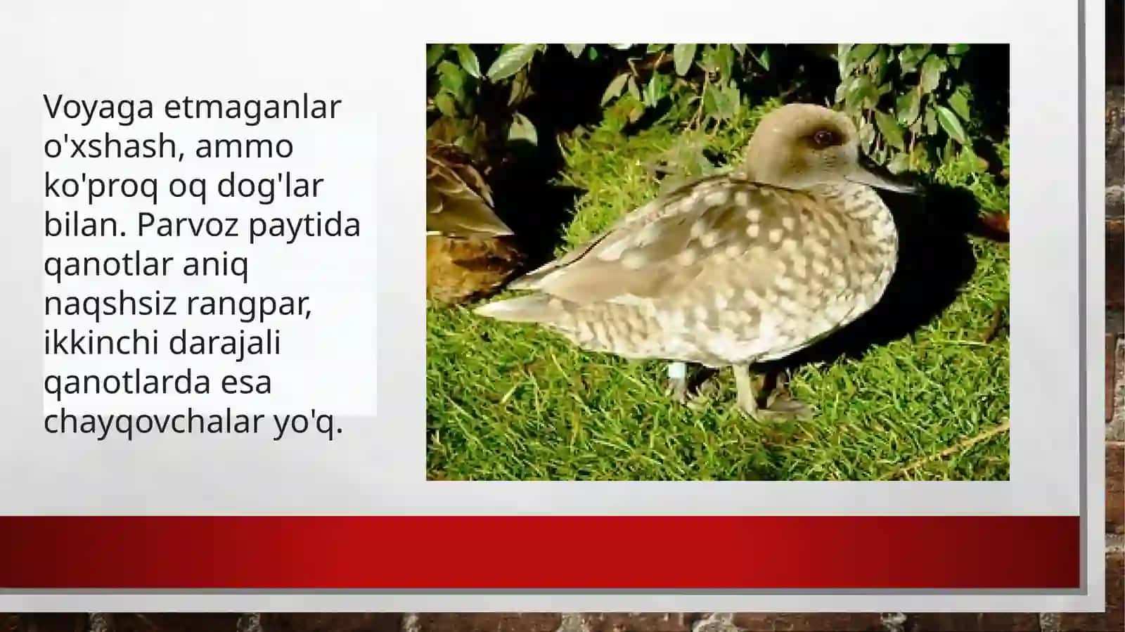 MARMAR CHURRAK [anas angustrirostris] 3