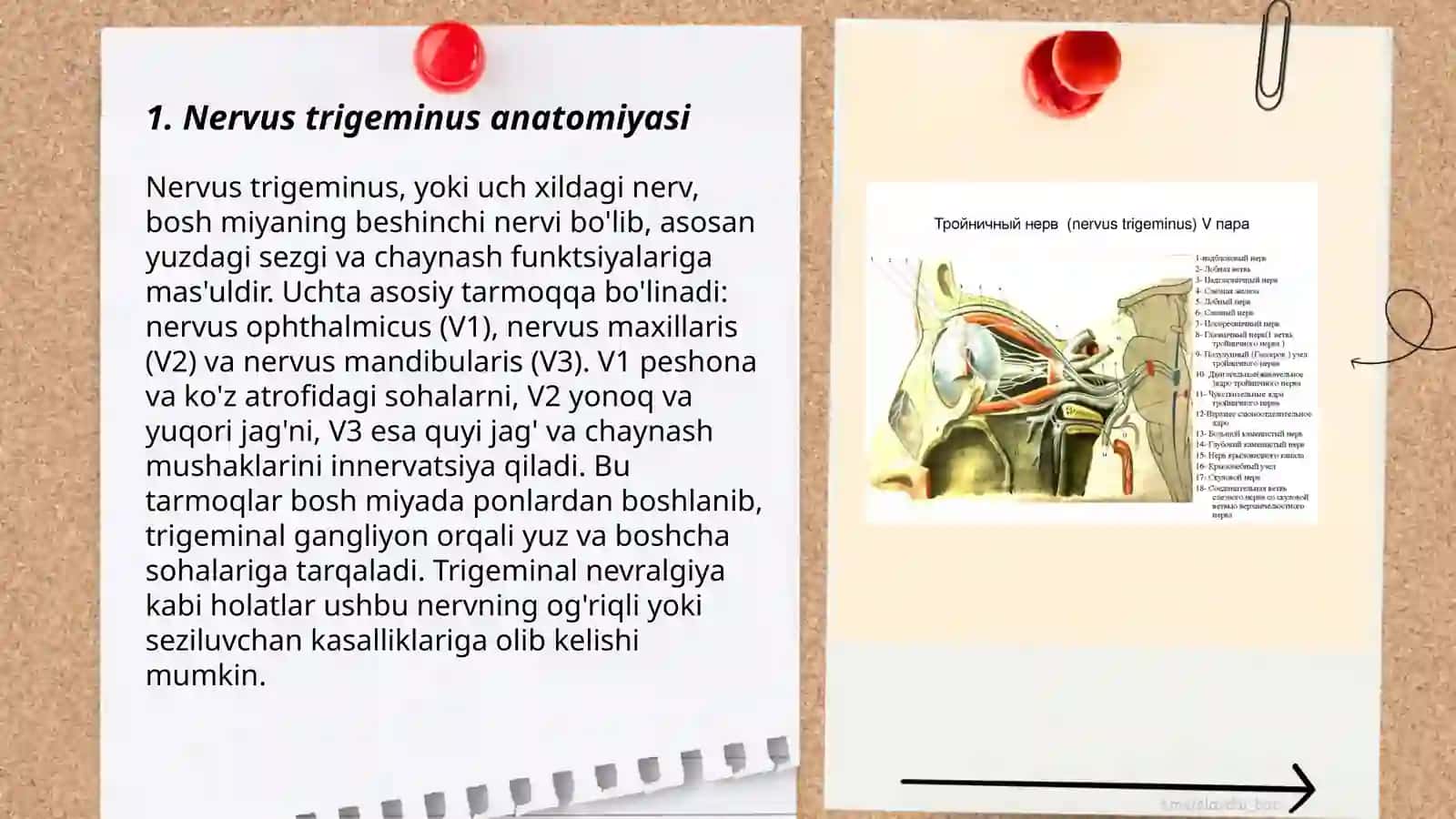 Nervus trigeminus anatomiyasi 3