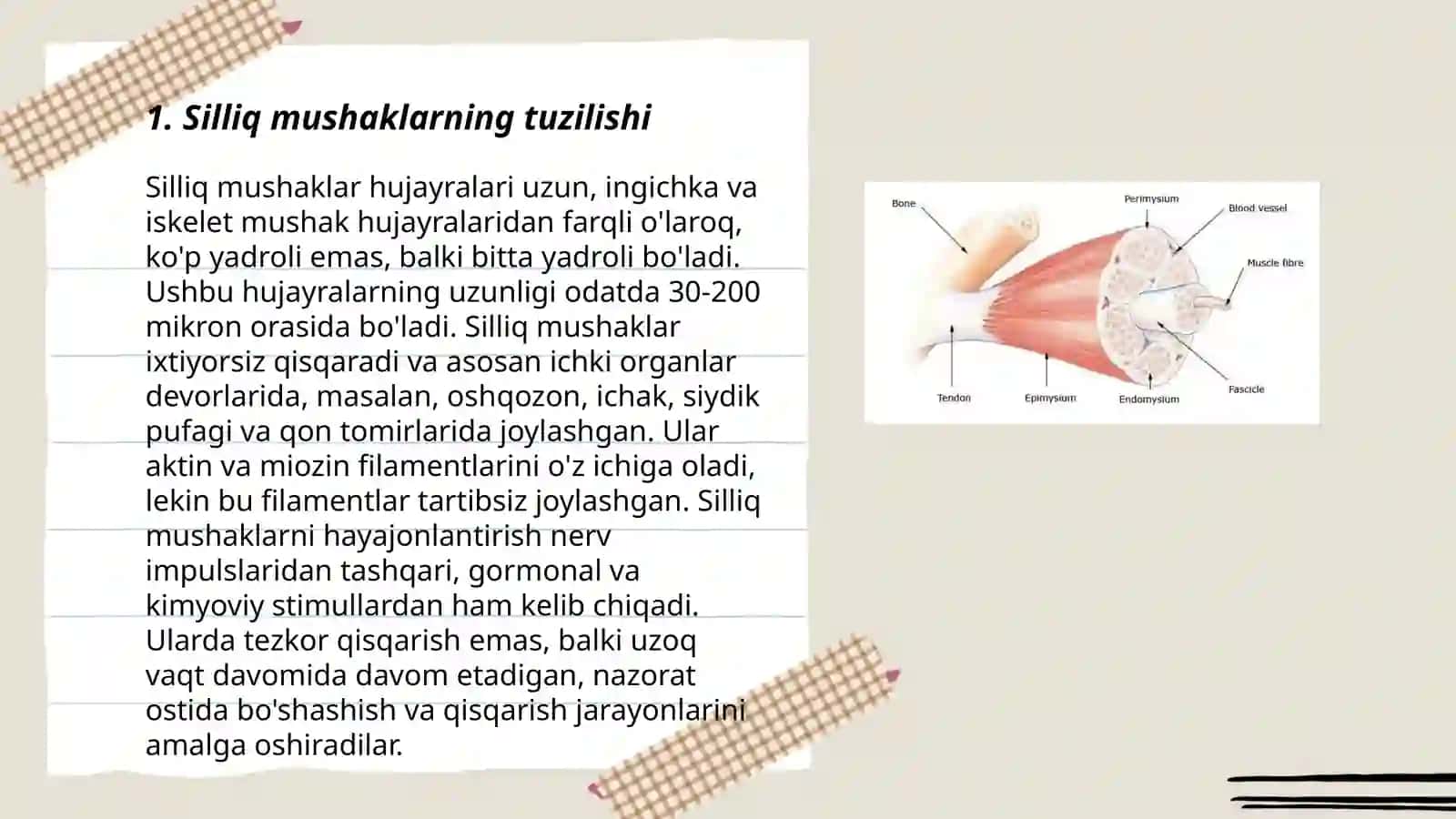 Silliq va ko'ndalang targ'il mushaklari fiziologik farqlari 3