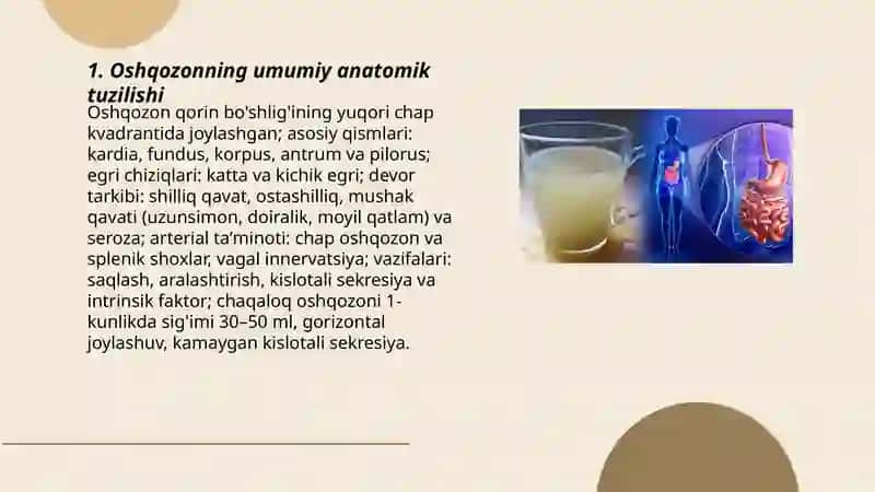 Oshqozonning umumiy anatomik tuzilishi 3