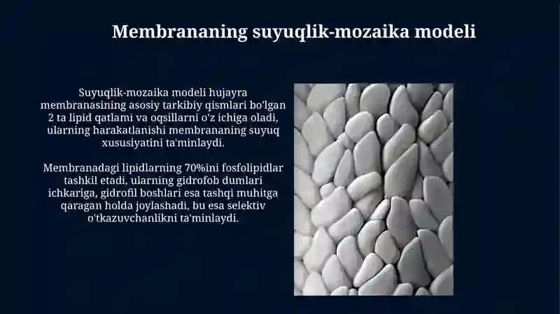 Biologik Membranalar Modellari 3