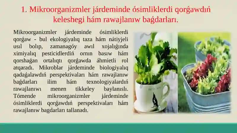 Mikroorganizmlerdıń awıl-xojalıǵında, ósimliklerdi qorǵawda qollanıwı. 3