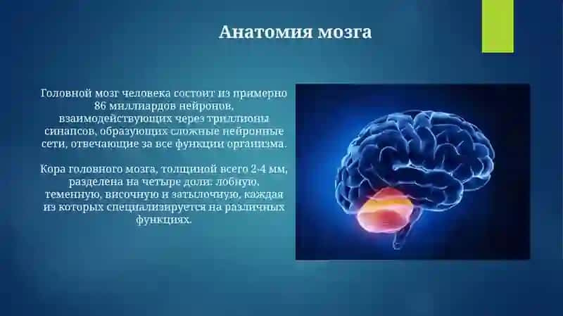 Головной мозг 3