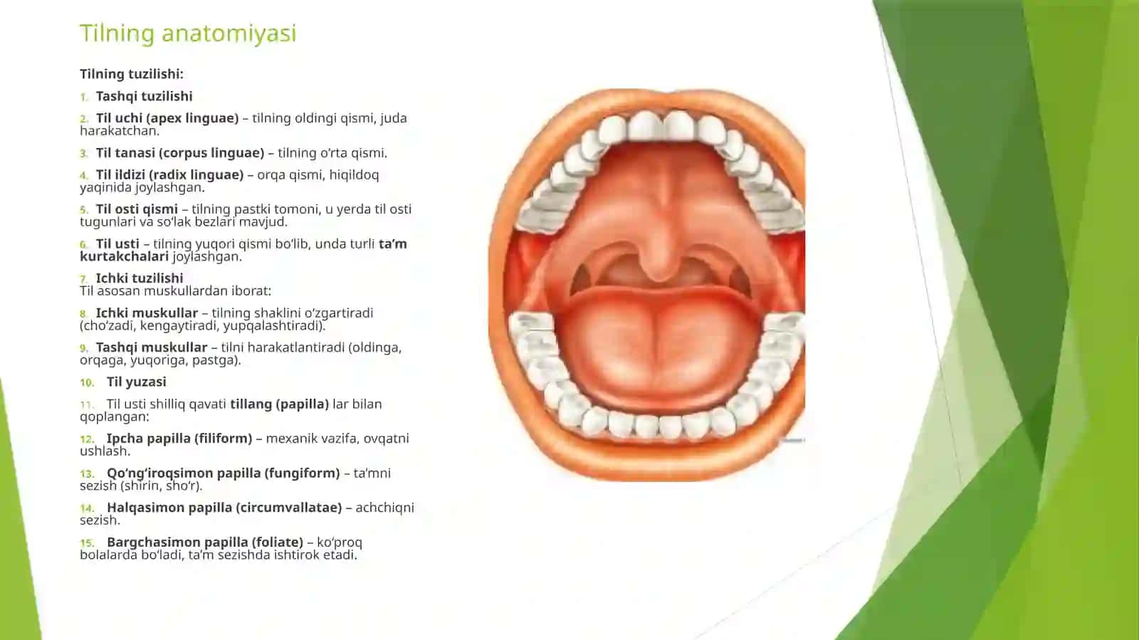 TIL TANGLAY VA MIK ANATOMIYASI 3