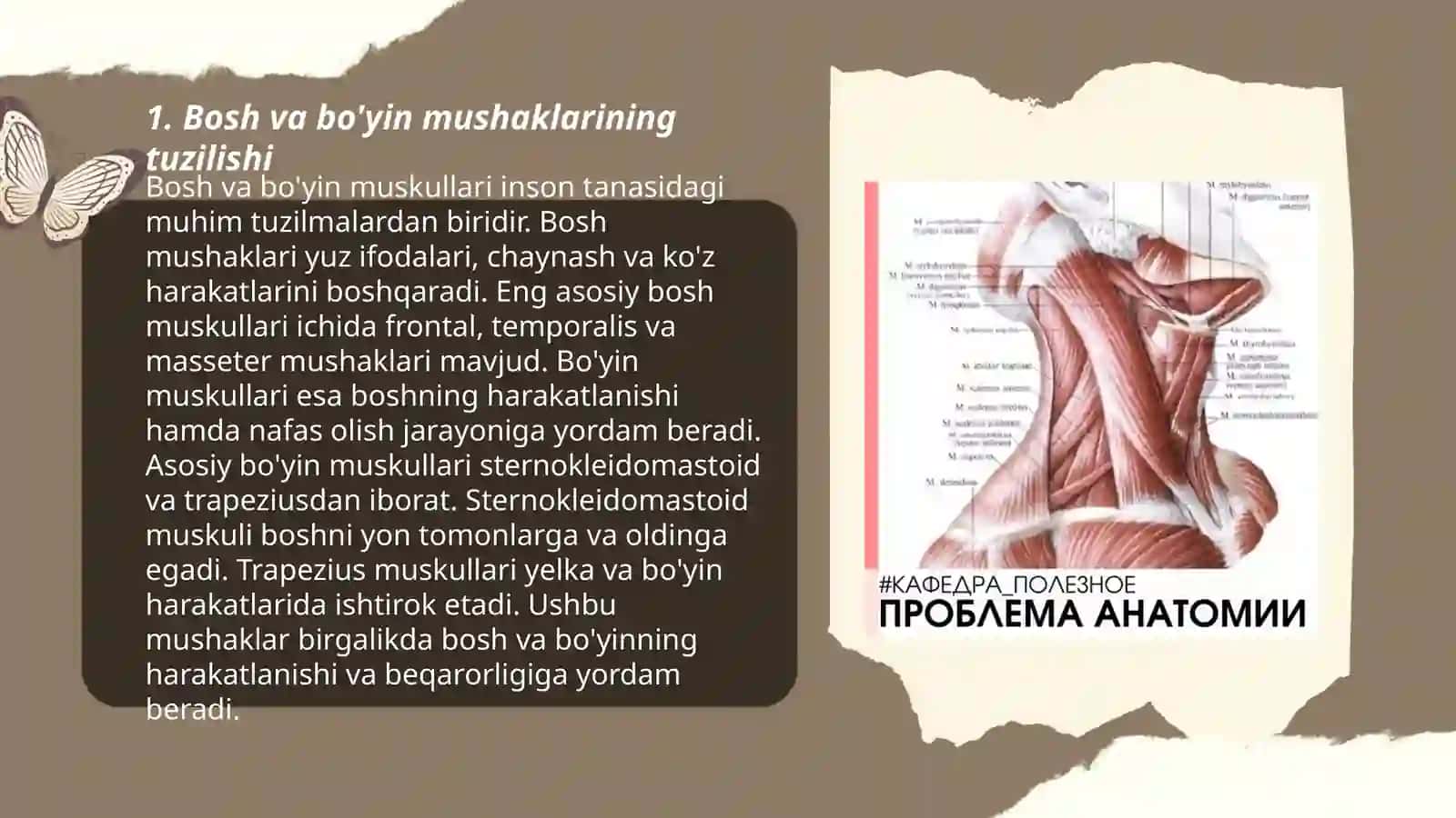 Bosh va bo'yin mushaklari. Boyin uchburchaklari va fatsiyalari 3