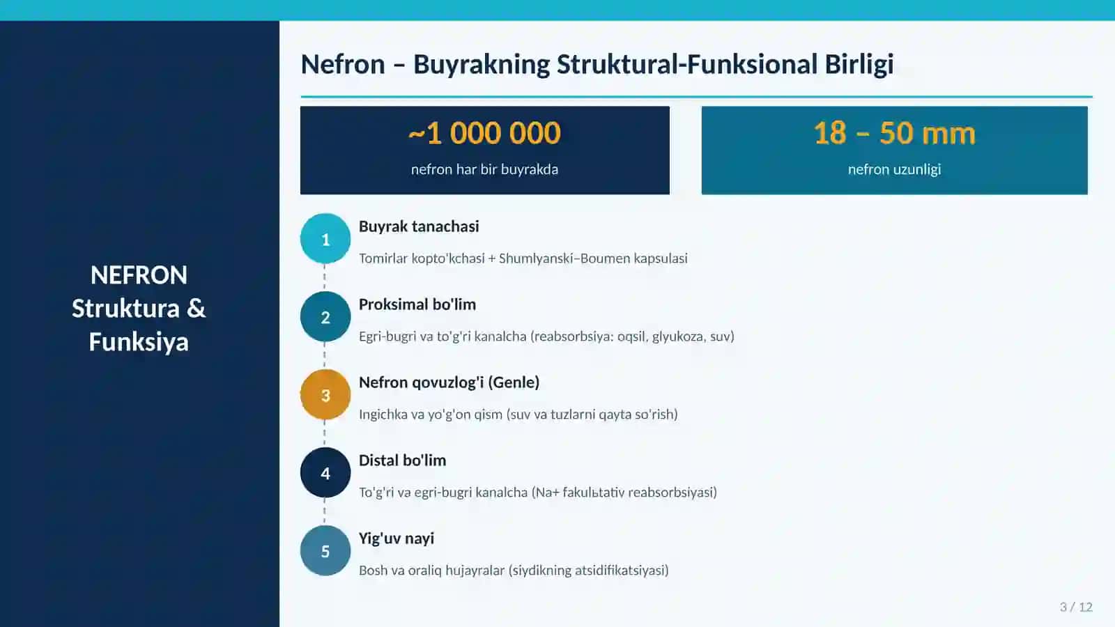 Buyrakning yukstaglomerulyar apparati sitofiziologiyasi.Nefronning gistofiziologiyasi.Buyraklar tuzilishi va regenerator imkoniyatlarining yoshga doir xususiyatlari 3