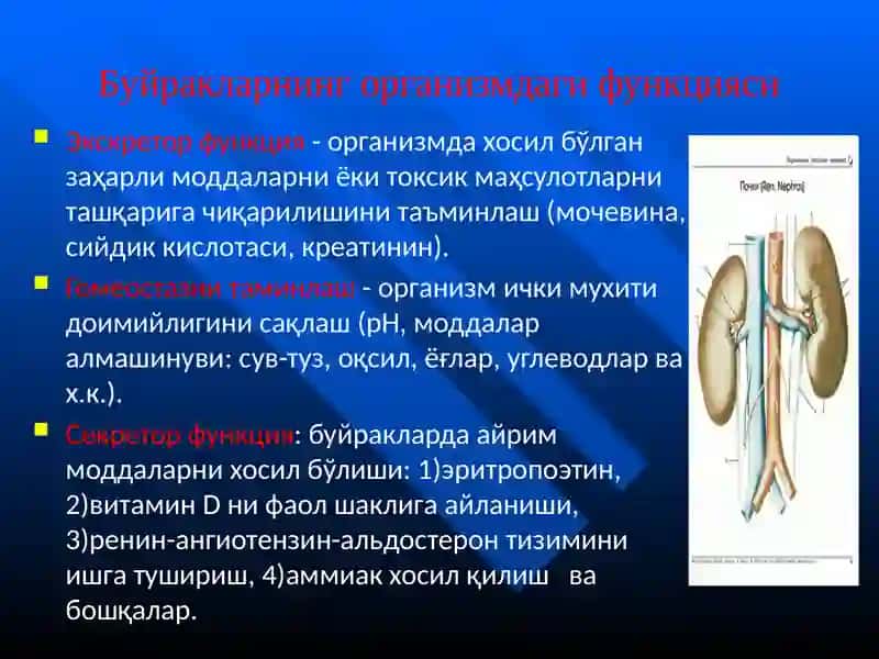 АЙИРУВ ОРГАНЛАРИ АНАТОМО- ФИЗИОЛОГИК ХУСУСИЯТЛАРИ 3