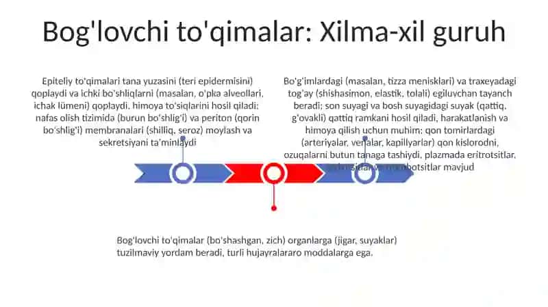 Hosil qiluvchi va qoplovchi toʻqima tuzilishi va vazifalari 3
