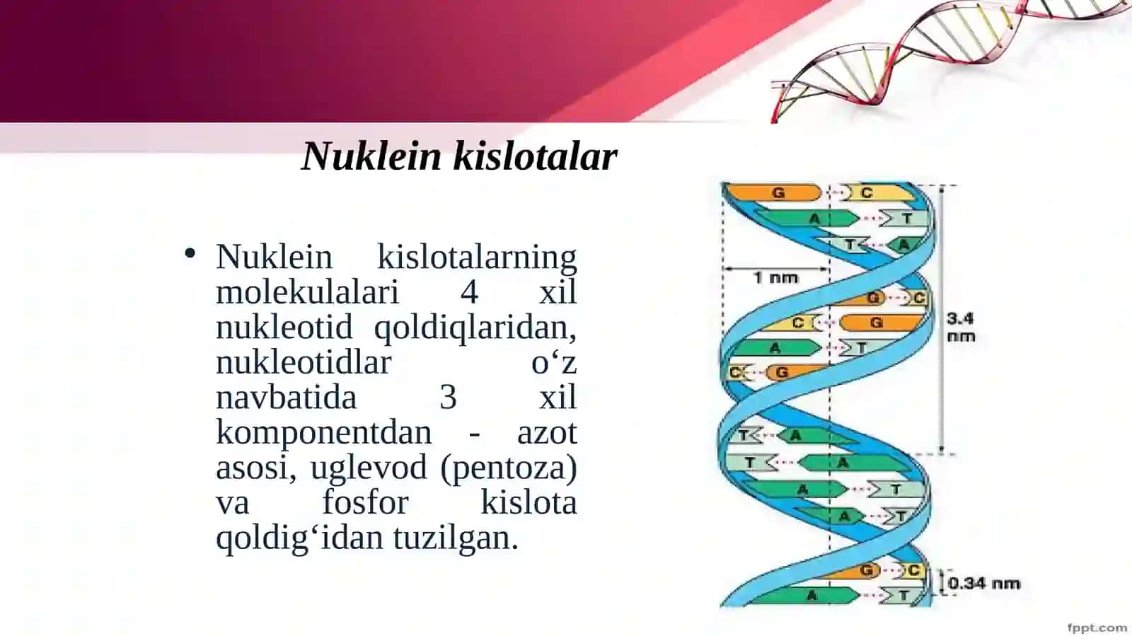 Nuklein kislotalar va irsiy belgilarni nasldan-naslga o' tishdagi roli 3