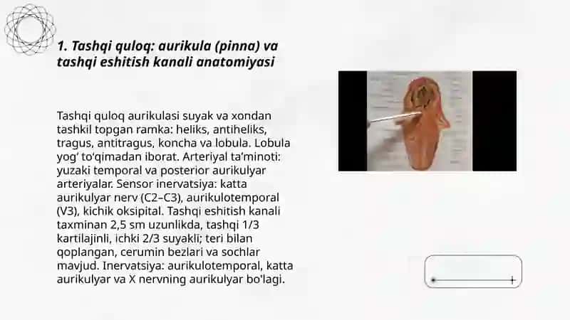 Eshtish va muvozanat a’zolari anatomiyasi 3
