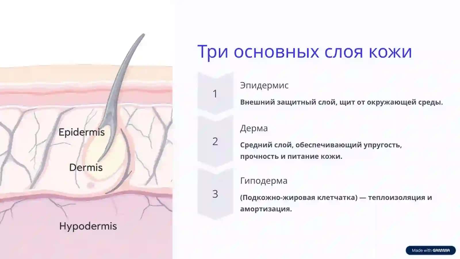 Строение и состав кожи человека: удивительный мир под нашей кожей 3