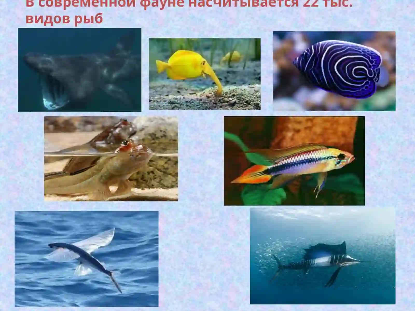 Рыбы - PISCES 3
