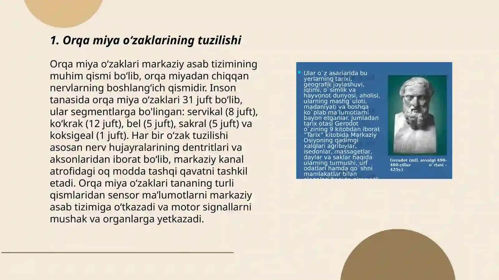 Orqa miya oʻzaklari tuzilishi 3