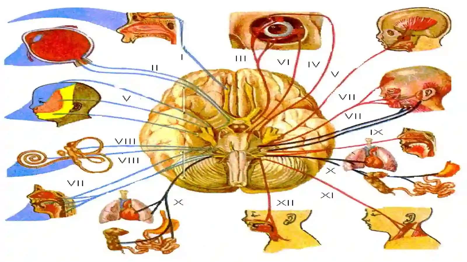 Inson bosh miya nervlarianatomiyasi fiziologiyasi,patologiyasi 3