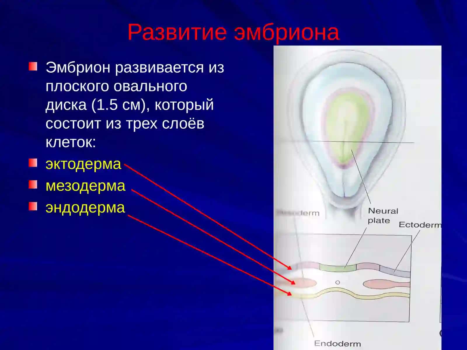 Развитие головного мозга 3