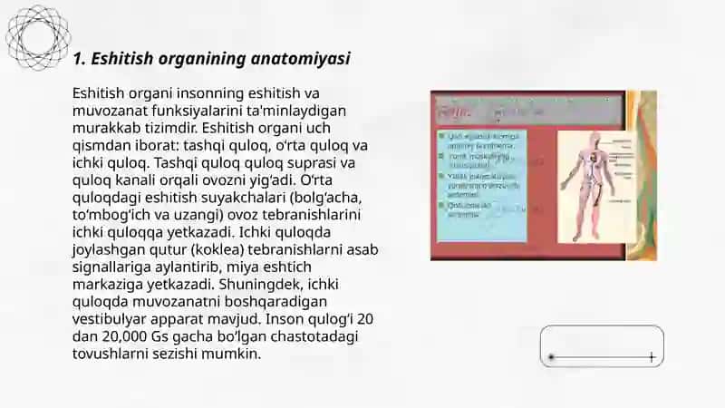 Eshitish organi innervatsiyasining hususiyatlari 3