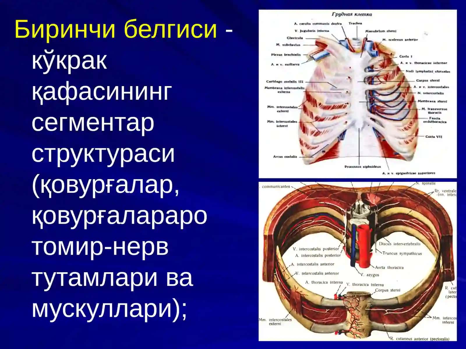 КЎКРАКНИНГ ЖАРРОҲЛИК АНАТОМИЯСИ 3